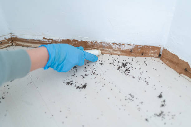 Best Rat Extermination Near Me  in Klamath Falls, OR
